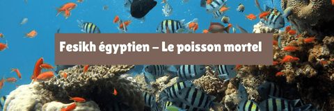 Fesikh égyptien - Le poisson mortel