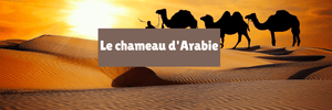 Le chameau d'Arabie