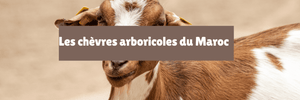 Les chèvres arboricoles du Maroc