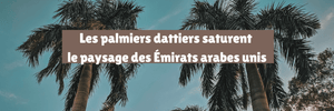 Les palmiers dattiers saturent le paysage des Émirats arabes unis