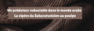 Un prédateur redoutable dans le monde arabe : La vipère du Sahara